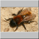 Andrena fulva - Rotpelzige Sandbiene w12.jpg